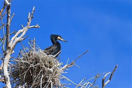 simsearch:400-04401835,k - cormorant (phalacrocorax carbo ) on nest in Danube Delta, Romania Stockbilder - Microstock & Abonnement, Bildnummer: 400-06100965