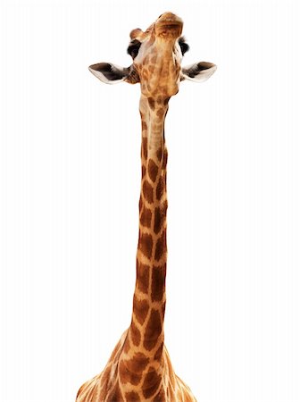 simsearch:400-08628372,k - Close up shot of giraffe head isolate on white Foto de stock - Super Valor sin royalties y Suscripción, Código: 400-06100993