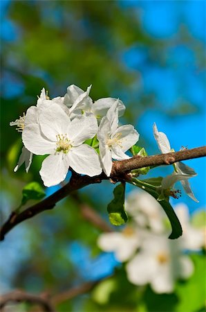 Spring apple tree blossom flower Stock Photo - Budget Royalty-Free & Subscription, Code: 400-06101017