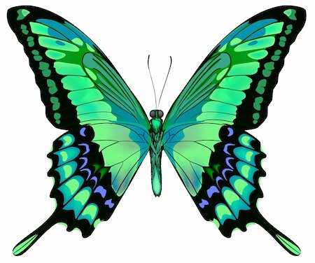 symmetrical animals - Vector illustration of beautiful blue green butterfly  isolated on white background Stock Photo - Budget Royalty-Free & Subscription, Code: 400-06101053