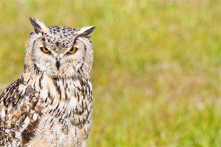 Siberian Eagle Owl or Bubo bubo sibericus - Eagle owl with lighter colored feathers Foto de stock - Super Valor sin royalties y Suscripción, Código: 400-06101124