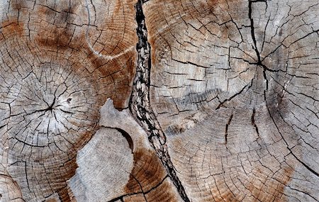 Background of cross section of ancient hardwood tree Stock Photo - Budget Royalty-Free & Subscription, Code: 400-06101144