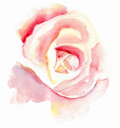 drawing of roses - Watercolor illustration of Stylized rose flower Stock Photo - Budget Royalty-Free & Subscription, Code: 400-06101584