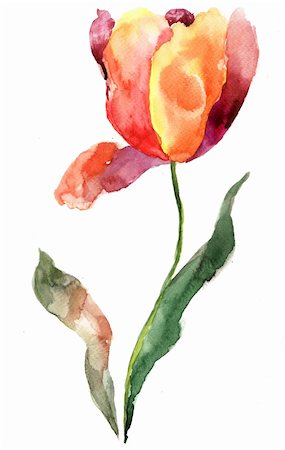simsearch:400-06202782,k - Watercolor illustration of Tulip flower Stock Photo - Budget Royalty-Free & Subscription, Code: 400-06101590
