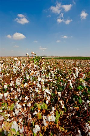 simsearch:400-04495929,k - Ripe Cotton Bolls On Branch Ready For Harvests Photographie de stock - Aubaine LD & Abonnement, Code: 400-06101816