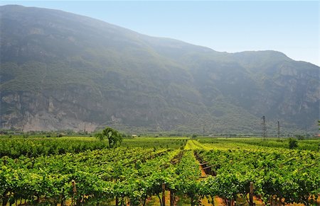 The Vineyard and Farm Houses At the Foot Of The Italian Alps Stock Photo - Budget Royalty-Free & Subscription, Code: 400-06101820