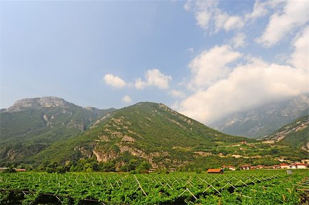 The Vineyard and Farm Houses At the Foot Of The Italian Alps Stock Photo - Budget Royalty-Free & Subscription, Code: 400-06101830