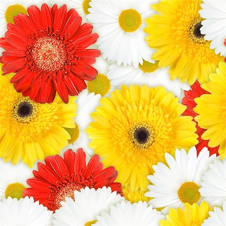 Abstract background of red, yellow and white flowers. Seamless pattern for your design. Close-up. Studio photography. Foto de stock - Super Valor sin royalties y Suscripción, Código: 400-06101963