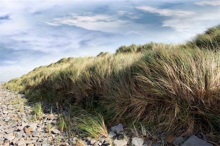 tall dune grass on a rocky beach in county Kerry Ireland gently blowing in the breeze Foto de stock - Royalty-Free Super Valor e Assinatura, Número: 400-06102008