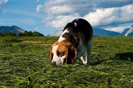 Beagle dog on meadow sniffing around. Stock Photo - Budget Royalty-Free & Subscription, Code: 400-06102053