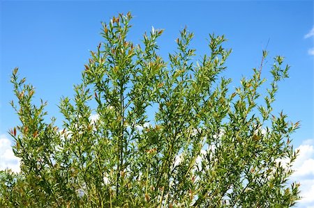 Top of a young willow tree crown on the background of blue sky Stock Photo - Budget Royalty-Free & Subscription, Code: 400-06102114