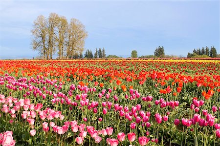 Colorful Flowers Blooming in Tulip Field in Springtime with Clear Blue Sky Photographie de stock - Aubaine LD & Abonnement, Code: 400-06102127