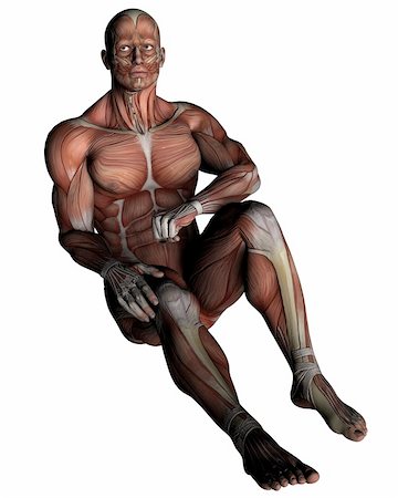 simsearch:400-05906819,k - a male model of human anatomy Stock Photo - Budget Royalty-Free & Subscription, Code: 400-06102279