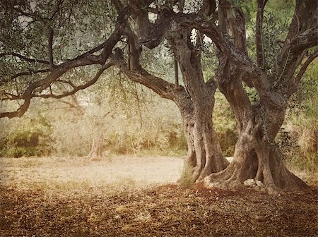 simsearch:400-06384379,k - Iediterranean olive field with old olive tree ready for harvest. Stock Photo - Budget Royalty-Free & Subscription, Code: 400-06102399