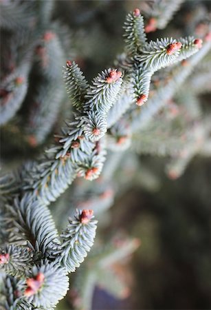 forest argentina - Close up of branches of Araucaria araucana, an old-growth evergreen tree in Argentina and Chile Stock Photo - Budget Royalty-Free & Subscription, Code: 400-06102443