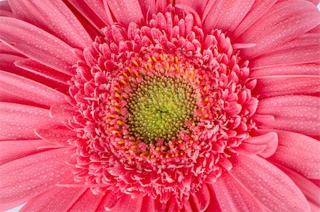 simsearch:400-06073508,k - Pink gerbera flower closeup. Photographie de stock - Aubaine LD & Abonnement, Code: 400-06102457