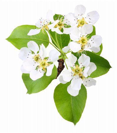 simsearch:400-05906235,k - One branch of apple tree with green leaf and white flowers. Isolated on white background. Close-up. Studio photography. Stock Photo - Budget Royalty-Free & Subscription, Code: 400-06102728