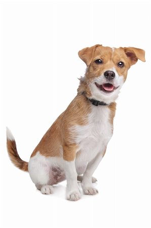 mixed breed dog in front of a white background Stock Photo - Budget Royalty-Free & Subscription, Code: 400-06103706