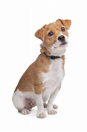 mixed breed dog in front of a white background Stock Photo - Budget Royalty-Free & Subscription, Code: 400-06103707