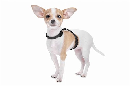 simsearch:400-05732957,k - Short haired chihuahua in front of a white background Foto de stock - Royalty-Free Super Valor e Assinatura, Número: 400-06103708
