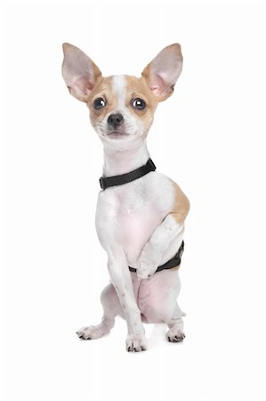 simsearch:400-05732957,k - Short haired chihuahua in front of a white background Foto de stock - Royalty-Free Super Valor e Assinatura, Número: 400-06103709