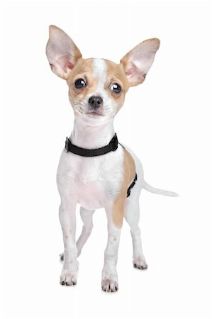 simsearch:400-05732957,k - Short haired chihuahua in front of a white background Foto de stock - Royalty-Free Super Valor e Assinatura, Número: 400-06103710