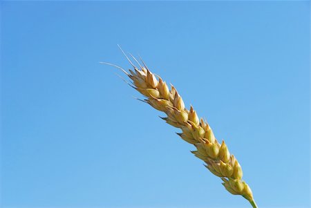rye ear - Wheat ear and blue sky background Stock Photo - Budget Royalty-Free & Subscription, Code: 400-06103794