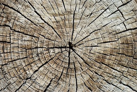 Wood Texture, Macro Stock Photo - Budget Royalty-Free & Subscription, Code: 400-06103821