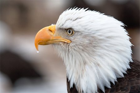 A head shot photo of an American Bald Eagle with a water drop on the tip of its beak. Fotografie stock - Microstock e Abbonamento, Codice: 400-06103834