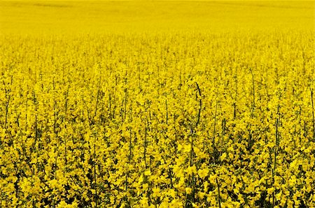 Yellow oilseed rape flowering field on spring Stock Photo - Budget Royalty-Free & Subscription, Code: 400-06103903