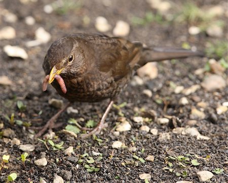 Close up of a female Blackbird searching for food for her young Photographie de stock - Aubaine LD & Abonnement, Code: 400-06103974