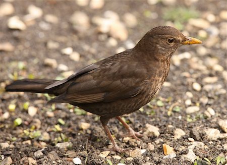 Close up of a female Blackbird searching for food for her young Stock Photo - Budget Royalty-Free & Subscription, Code: 400-06103975