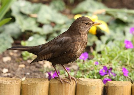 Close up of a female Blackbird searching for food for her young Stock Photo - Budget Royalty-Free & Subscription, Code: 400-06103976