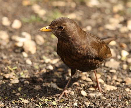 Close up of a female Blackbird searching for food for her young Stock Photo - Budget Royalty-Free & Subscription, Code: 400-06103977