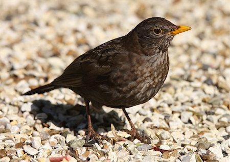 Close up of a female Blackbird searching for food for her young Stock Photo - Budget Royalty-Free & Subscription, Code: 400-06103978
