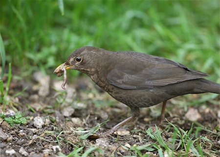 Close up of a female Blackbird searching for food for her young Stock Photo - Budget Royalty-Free & Subscription, Code: 400-06103972