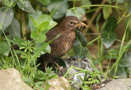 Close up of a female Blackbird searching for food for her young Stock Photo - Budget Royalty-Free & Subscription, Code: 400-06103973