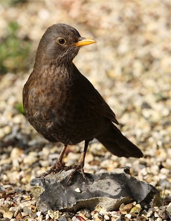 Close up of a female Blackbird searching for food for her young Stock Photo - Budget Royalty-Free & Subscription, Code: 400-06103980