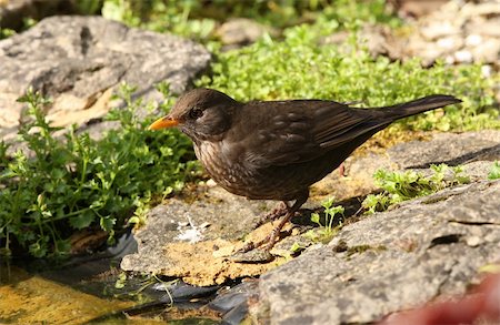 Close up of a female Blackbird searching for food for her young Stock Photo - Budget Royalty-Free & Subscription, Code: 400-06103981