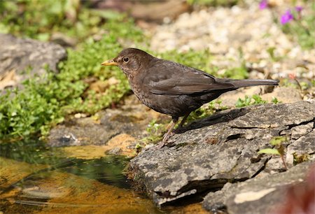 Close up of a female Blackbird searching for food for her young Stock Photo - Budget Royalty-Free & Subscription, Code: 400-06103982