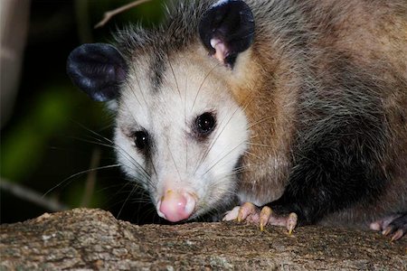 Opossum sitting on a branch at night. Photographie de stock - Aubaine LD & Abonnement, Code: 400-06126067