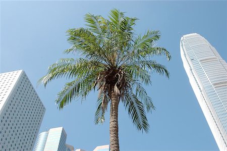 palm tree and office - palm and skyscrapers Stock Photo - Budget Royalty-Free & Subscription, Code: 400-06126120