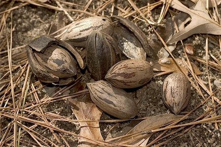 pecan pie - Pecans fallen from tree and ready to gather Stock Photo - Budget Royalty-Free & Subscription, Code: 400-06126694