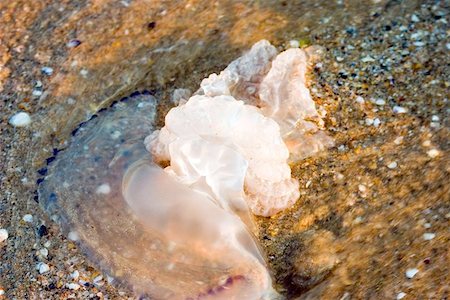 Jellyfish Stock Photo - Budget Royalty-Free & Subscription, Code: 400-06126749