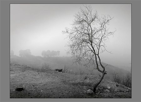 Misty morning on Carmel mount.  Haifa. Israel Fotografie stock - Microstock e Abbonamento, Codice: 400-06126813