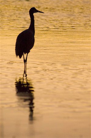 silhouette of crane standing in water Stock Photo - Budget Royalty-Free & Subscription, Code: 400-06126838