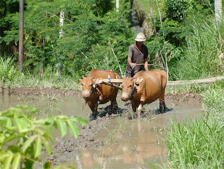 Rice farmer on bali plowing his rice field with buffalo's Stock Photo - Budget Royalty-Free & Subscription, Code: 400-06126955