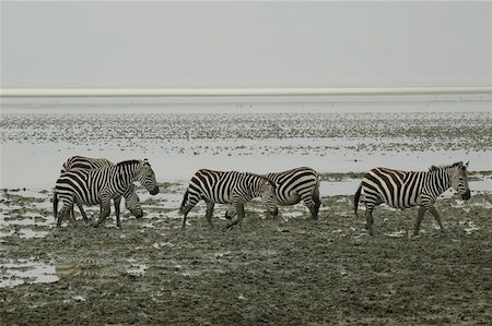 simsearch:851-02963319,k - Zebra marching out of the lake Foto de stock - Super Valor sin royalties y Suscripción, Código: 400-06126960