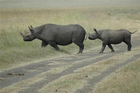This mother black rhino guided her baby to the other side of the road Fotografie stock - Microstock e Abbonamento, Codice: 400-06126975