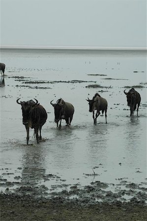 Wildebeast leaving the lake after they had a drink Fotografie stock - Microstock e Abbonamento, Codice: 400-06126976